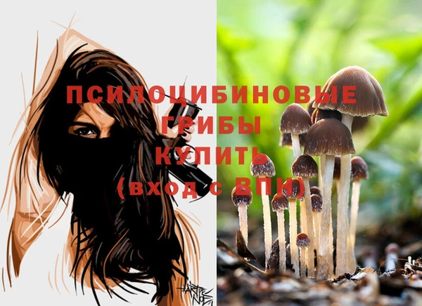 гашик Алексин